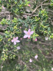 Philotheca verrucosa