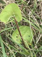 Centella cordifolia