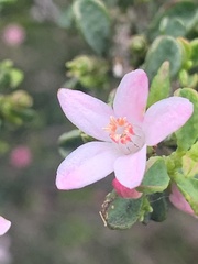 Philotheca verrucosa