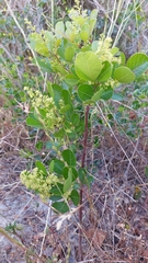 Searsia laevigata