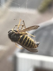 Dolichovespula saxonica