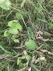 Centella cordifolia