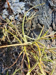 Tillandsia recurvata