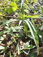 Cyperus albostriatus