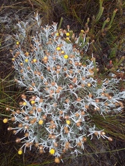 Syncarpha gnaphaloides