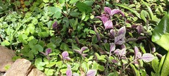 Plectranthus