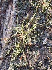 Tillandsia recurvata