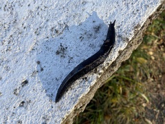 Limax cinereoniger