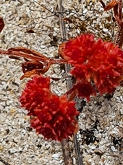 Crassula glomerata