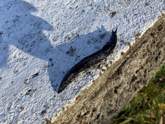 Limax cinereoniger