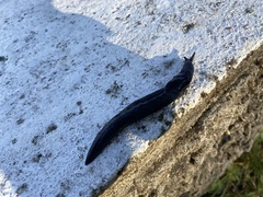 Limax cinereoniger