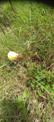 Hibiscus surattensis