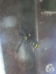 Phimenes flavopictus