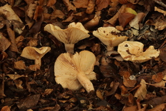 Lactarius pallidus