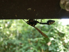 Phimenes flavopictus