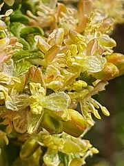Passerina rigida