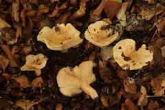 Lactarius pallidus