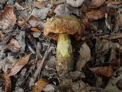 Neoboletus xanthopus