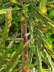 Passerina rigida