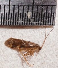 Hydrobiosidae