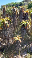Aloe arborescens