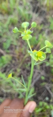 Euphorbia striata