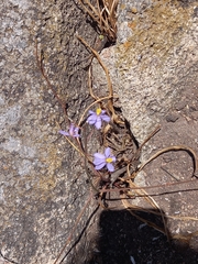 Cyanella hyacinthoides