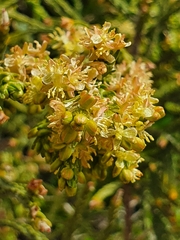 Passerina rigida