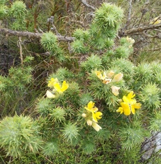 Aspalathus chenopoda