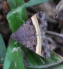 Ozarba abscissa