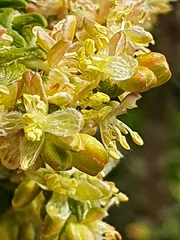Passerina rigida