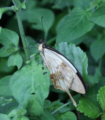 Papilio dardanus