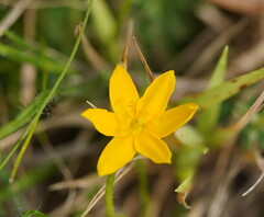 Hypoxis hygrometrica