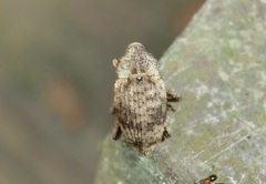 Cryptorhynchinae