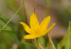 Hypoxis hygrometrica