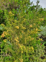 Passerina rigida