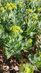 Senecio halimifolius