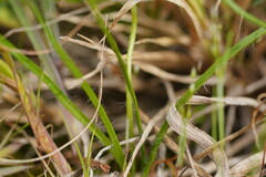 Hypoxis hygrometrica