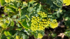 Senecio halimifolius