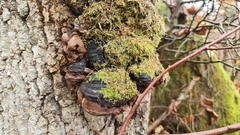 Phellinus populicola