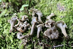 Craterellus undulatus