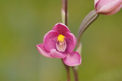 Thelymitra × irregularis