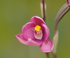 Thelymitra × irregularis