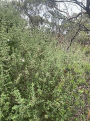 Prostanthera arapilensis