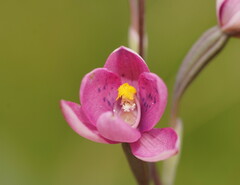 Thelymitra × irregularis