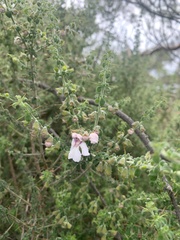 Prostanthera arapilensis