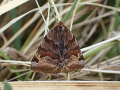 Euclidia glyphica