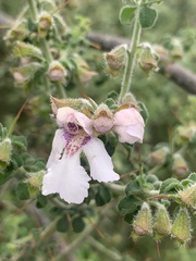 Prostanthera arapilensis