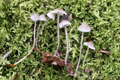 Mycena arcangeliana