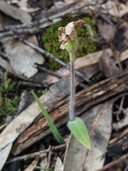 Caladenia parva